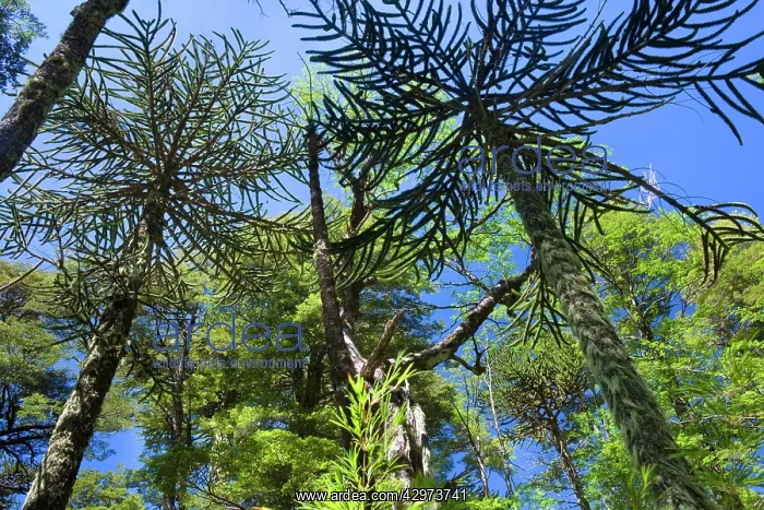: Monkey Puzzle Tree / Monkey Tail Tree / Araucaria : Monkey Puzzle Tree / Monkey Tail Tree / Araucaria