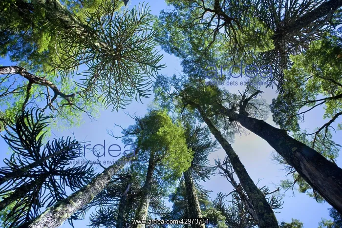 : Monkey Puzzle Tree / Monkey Tail Tree / Araucaria : Monkey Puzzle Tree / Monkey Tail Tree / Araucaria