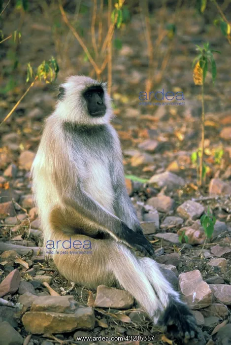 : Monkey sitting : Monkey sitting