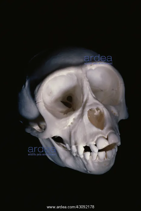 : Monkey skull : Monkey skull