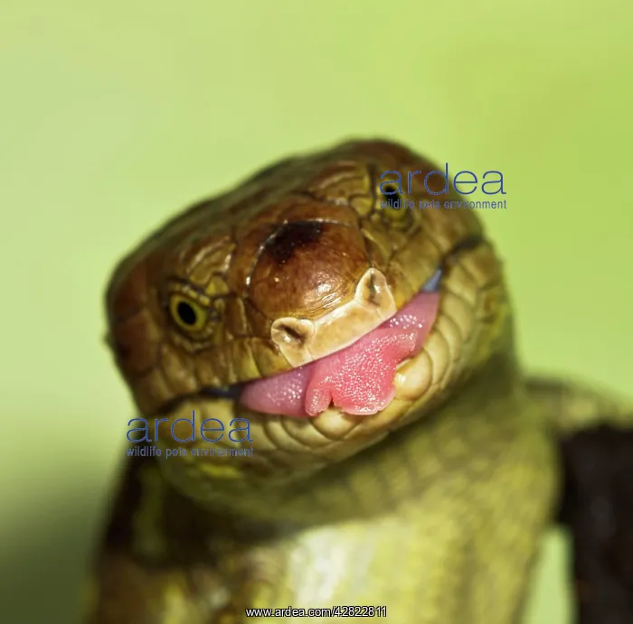 : Monkey Tailed Skink / Prehensile Tailed Skink - : Monkey Tailed Skink / Prehensile Tailed Skink -