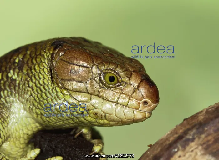 : Monkey Tailed Skink / Prehensile Tailed Skink - close up : Monkey Tailed Skink / Prehensile Tailed Skink - close up