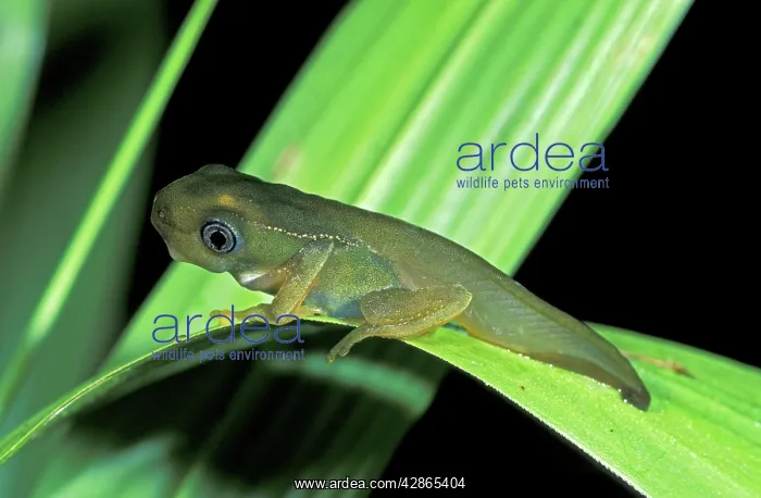 : Monkey Tree Frog or Leaf Frog : Monkey Tree Frog or Leaf Frog