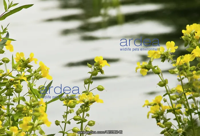 : Monkeyflower : Monkeyflower