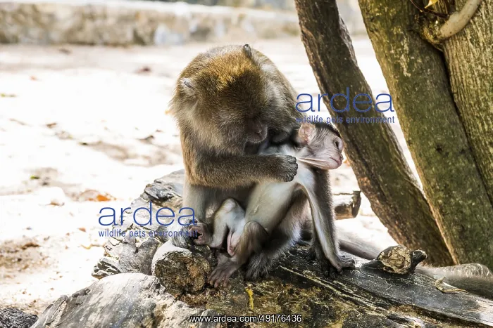 : Monkeys on the beach, macaques : Monkeys on the beach, macaques