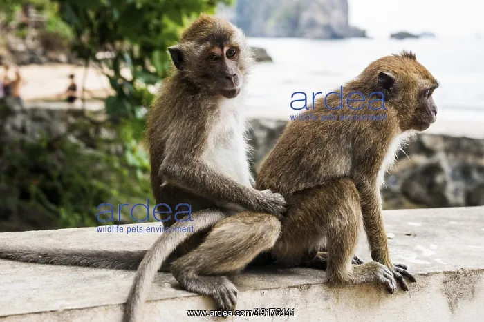 : Monkeys on the beach, macaques : Monkeys on the beach, macaques