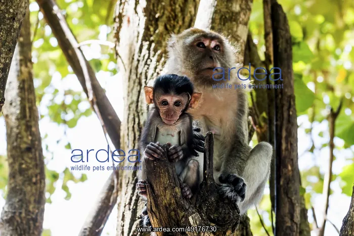 : Monkeys on the beach, macaques : Monkeys on the beach, macaques