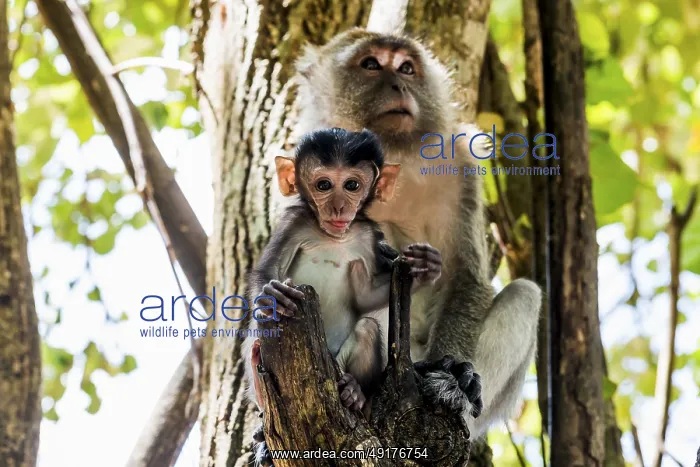 : Monkeys on the beach, macaques : Monkeys on the beach, macaques