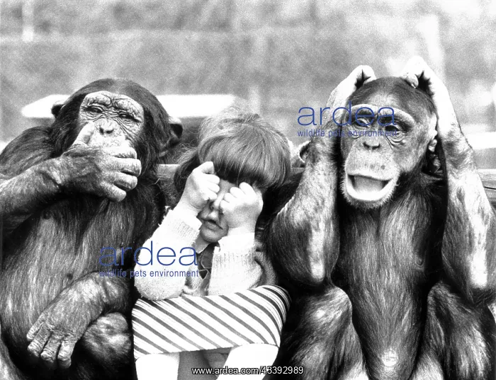 : Two monkeys with child, see nothing, hear nothin : Two monkeys with child, see nothing, hear nothin