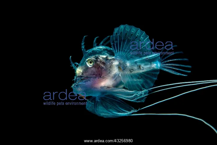 : Monkfish (Lophius sp.) juvenile portrait, North
