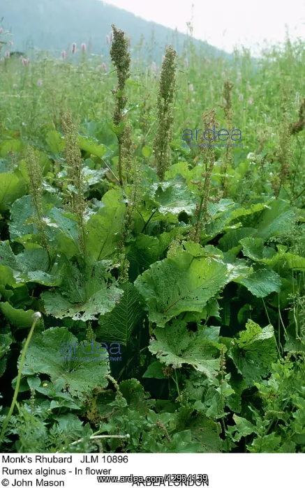  : MonkIs RHUBARB