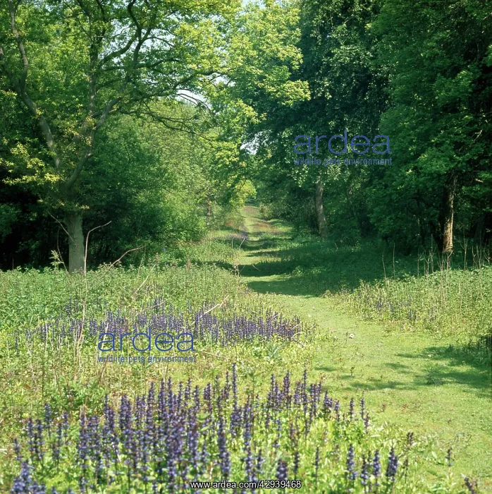  : Monks Wood - showing a woodland ride