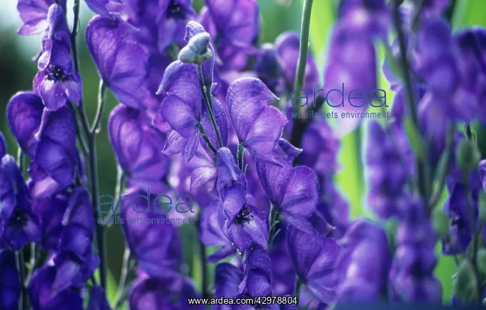 : Monkshood, Aconitum : Monkshood, Aconitum