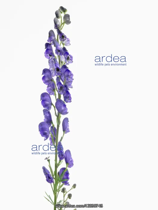 : Monkshood, Aconitum napellus : Monkshood, Aconitum napellus