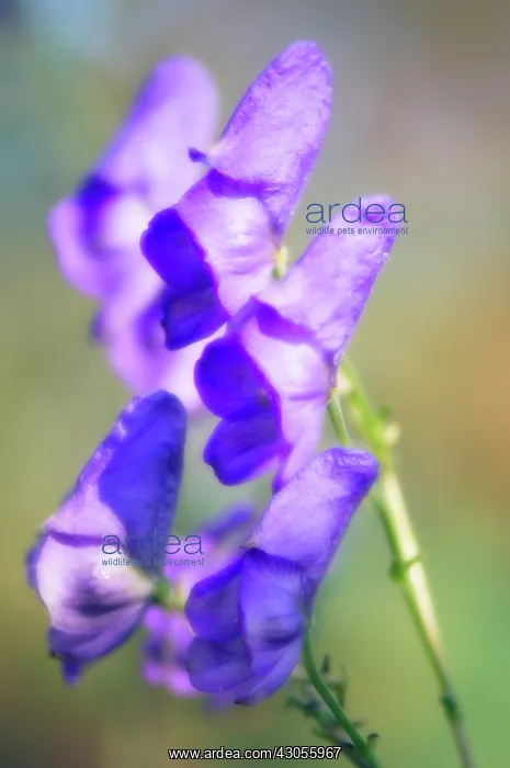 : Monkshood, Aconitum napellus : Monkshood, Aconitum napellus