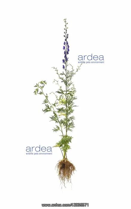 : Monkshood, Aconitum napellus : Monkshood, Aconitum napellus