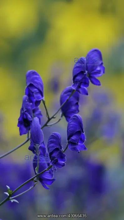 : Monkshood, Aconitum napellus : Monkshood, Aconitum napellus