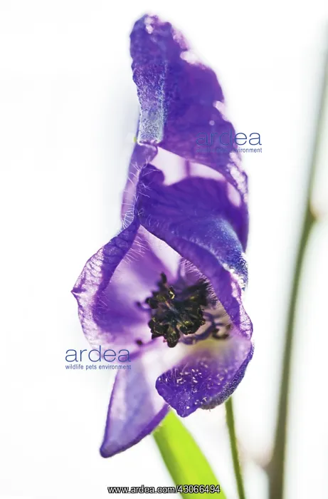 : Monkshood, Aconitum : Monkshood, Aconitum