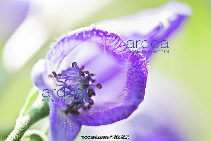  : Monkshood, Aconitum napellus