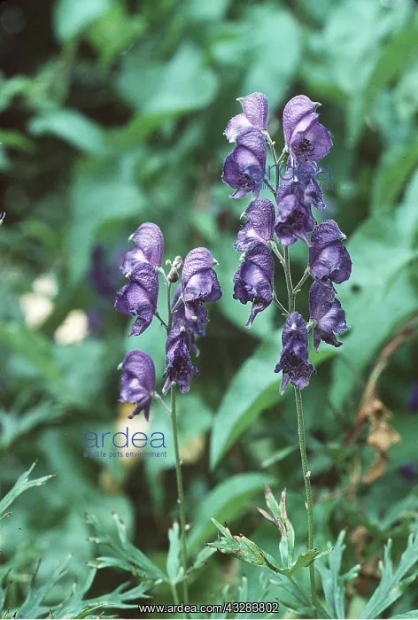 : Monkshood : Monkshood
