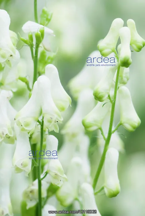 : Monkshood, Aconitum Ivorine flowers, close up : Monkshood, Aconitum Ivorine flowers, close up