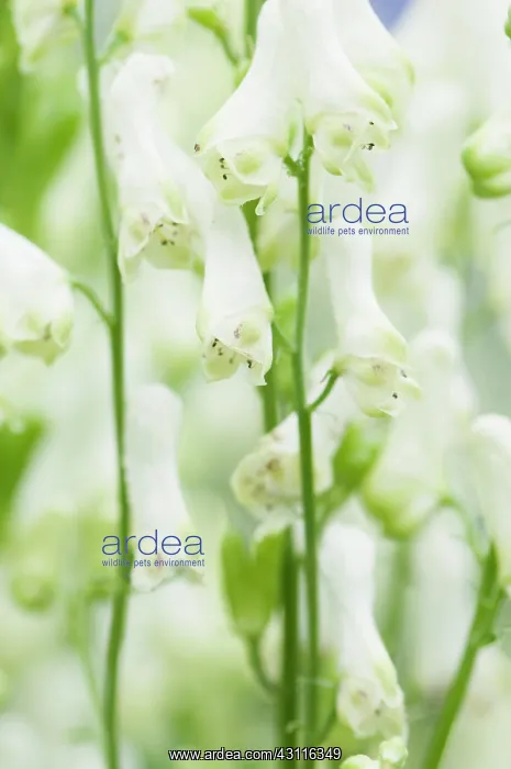 : Monkshood, Aconitum Ivorine flowers, close up : Monkshood, Aconitum Ivorine flowers, close up
