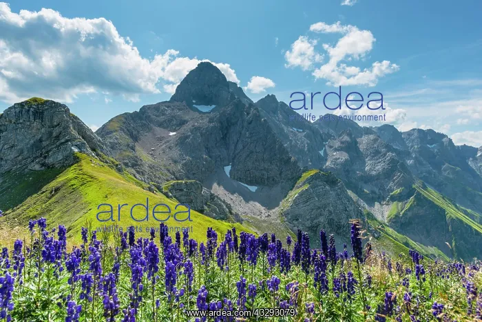 : Monkshood (Aconitum napellus), on the Wildengundkopf : Monkshood (Aconitum napellus), on the Wildengundkopf