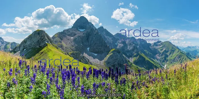 : Monkshood (Aconitum napellus), on the Wildengundkopf : Monkshood (Aconitum napellus), on the Wildengundkopf