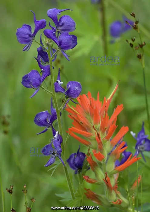 : Monkshood in flower - with a paint-brush (Castilleja : Monkshood in flower - with a paint-brush (Castilleja