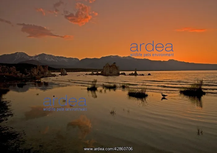 : Mono Lake - at 6400 feet. Tufa pinnacles at sunset : Mono Lake - at 6400 feet. Tufa pinnacles at sunset