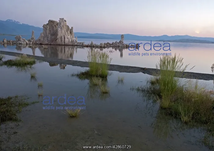 : Mono Lake - at 6400 feet. Tufa pinnacles at sunset : Mono Lake - at 6400 feet. Tufa pinnacles at sunset