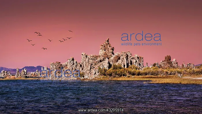 : Mono Lake, shore with tufa in bizarre shapes, ev : Mono Lake, shore with tufa in bizarre shapes, ev