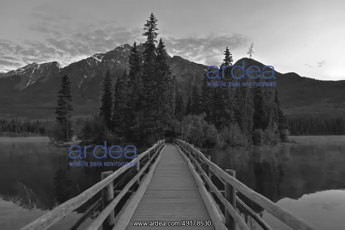 : Monochrome scene with bridge leading to forest : Monochrome scene with bridge leading to forest