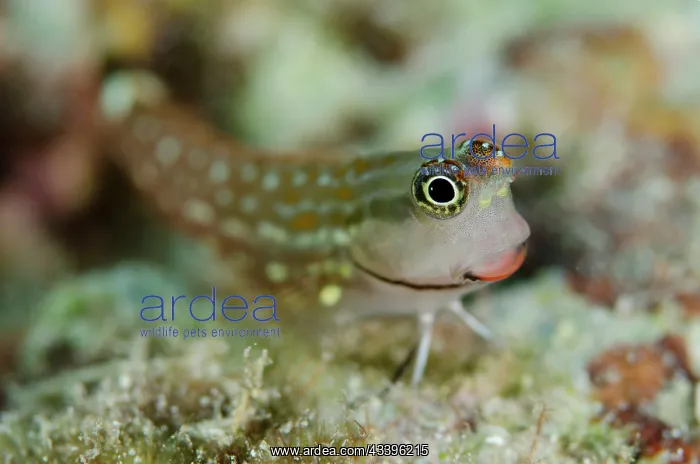 : Monocle Blenny : Monocle Blenny