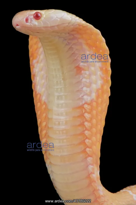 : Monocled cobra (Naja kaouthia) albino, captivity : Monocled cobra (Naja kaouthia) albino, captivity