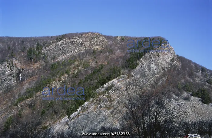: Monoclinal Ridge on Mt. Tammany : Monoclinal Ridge on Mt. Tammany