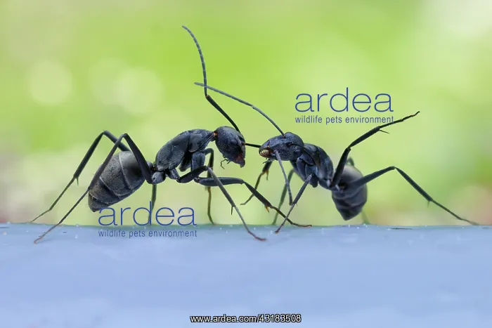  : Monster-head Carpenter Ants (Camponotus sp. subgenus