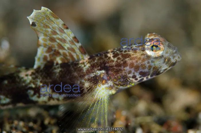 : Monster Shrimpgoby - on black sand : Monster Shrimpgoby - on black sand