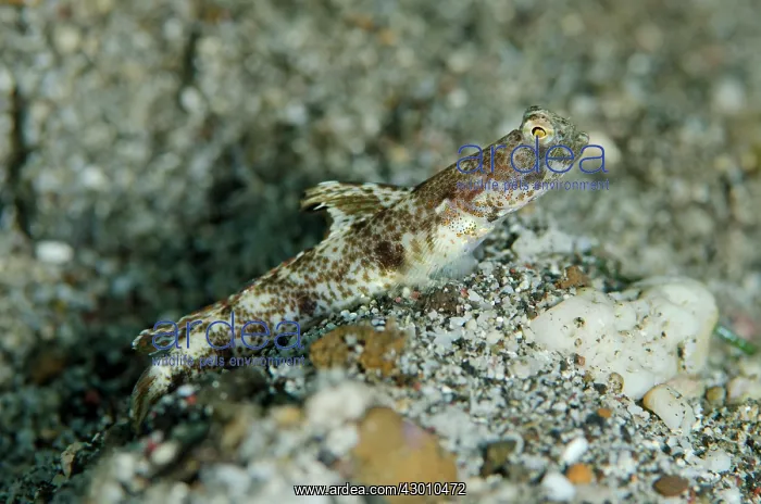 : Monster Shrimpgoby on black sand Kareko Batu dive : Monster Shrimpgoby on black sand Kareko Batu dive