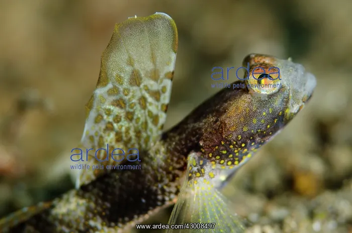 : Monster Shrimpgoby with erect fin on black sand : Monster Shrimpgoby with erect fin on black sand
