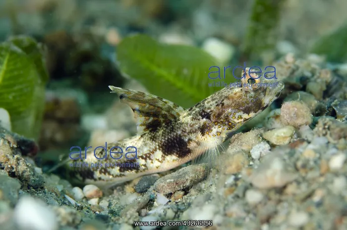: Monster Shrimpgoby - on sand - Tasi Tolu dive site : Monster Shrimpgoby - on sand - Tasi Tolu dive site