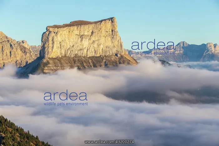 : Mont Aiguille (2086m), Trieves, Hauts Plateaux du : Mont Aiguille (2086m), Trieves, Hauts Plateaux du
