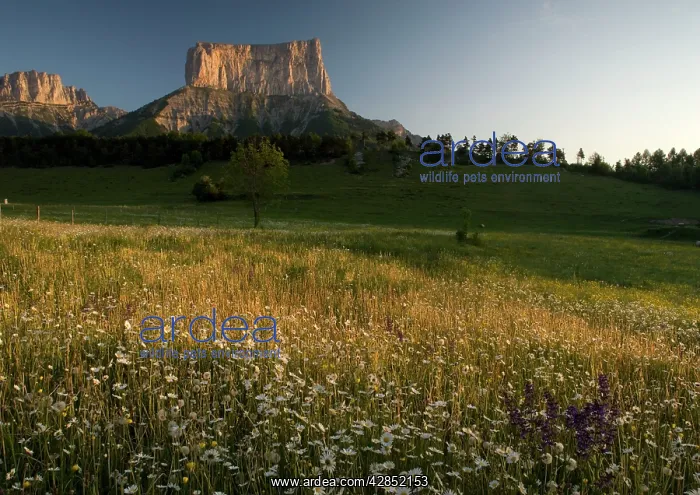 : Mont Aiguille at dawn, with hay meadow : Mont Aiguille at dawn, with hay meadow