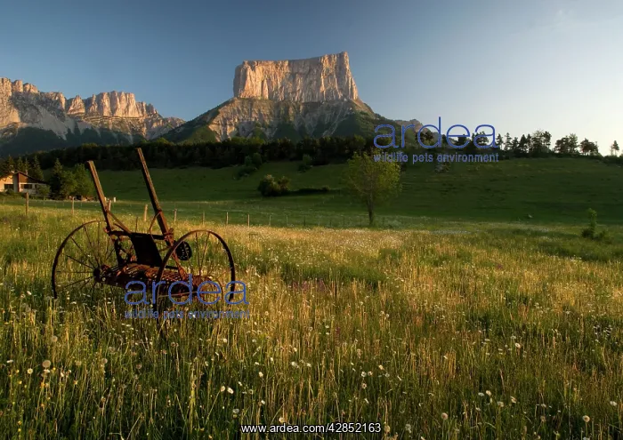 : Mont Aiguille at dawn, with hay meadow. Limestone : Mont Aiguille at dawn, with hay meadow. Limestone