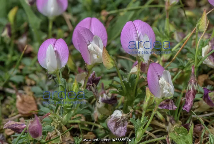 : Mont Cenis Restharrow, Ononis cristata, in flowe : Mont Cenis Restharrow, Ononis cristata, in flowe