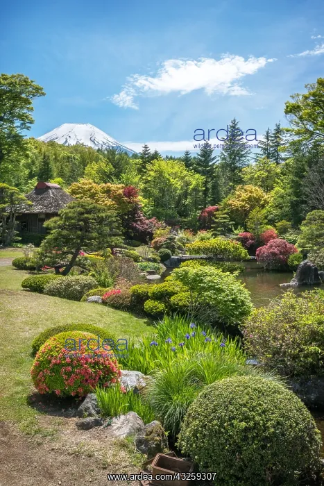 : Mont Fuji's view along Manoe's hotel garden, Japan : Mont Fuji's view along Manoe's hotel garden, Japan