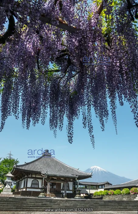 : Mont Fuji's view at Shimonobu temple, Shizuoka : Mont Fuji's view at Shimonobu temple, Shizuoka
