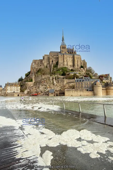 : MONT SAINT MICHEL : MONT SAINT MICHEL