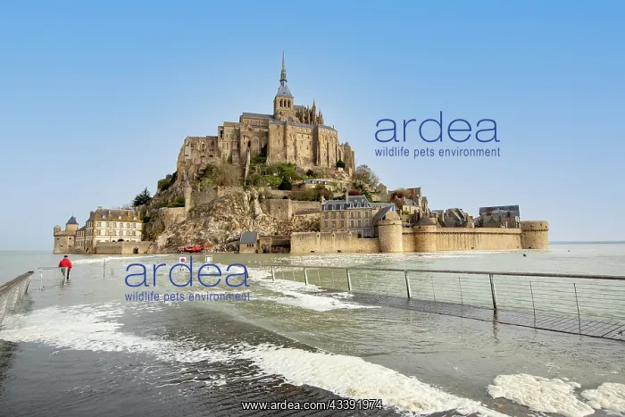 : MONT SAINT MICHEL : MONT SAINT MICHEL