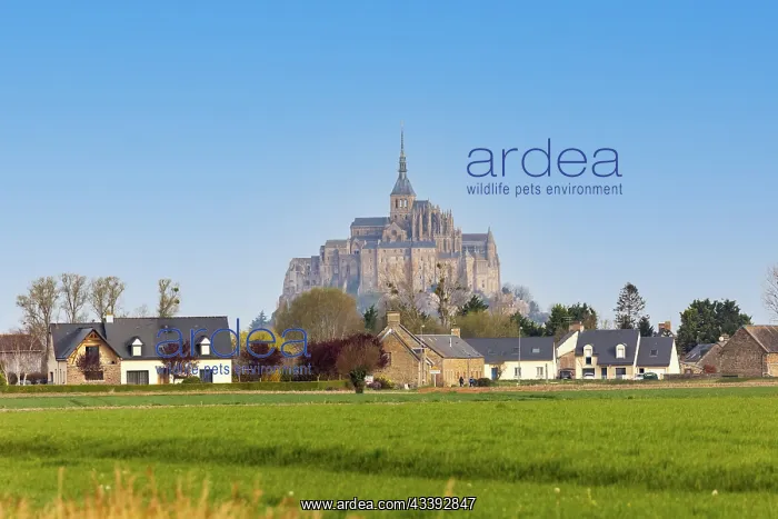 : MONT SAINT MICHEL : MONT SAINT MICHEL